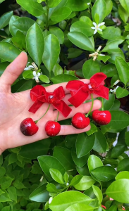 M&P Store - Cặp kẹp tóc nơ Cherry dễ thương xinh xắn