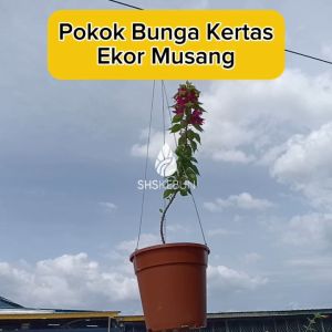 Bougainvillea Pokok Bunga Kertas Ekor Musang Pokok Outdoor Pokok Hidup Live Plant SHS Kebun