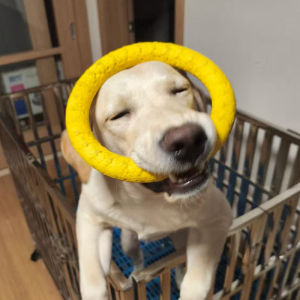 Durable Dog Toy Large Ring Training Aid for Labrador Border Collie Chew Resistant Outdoor Play Rubber Ball for Large Breeds