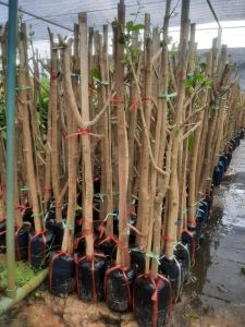 ผักหวานสีทอง ตอนกิ่ง