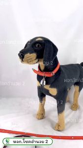 ปลอกคอสุนัข ปลอกคอหมา ปลอกคอ