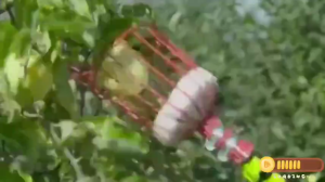 Fruit Picker Net Basket Portable Orchard Harvest Tool