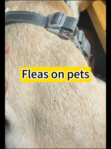Pet killer spray Giveaway 100ML portable spray Tick and Flea Killer for home Universal for cats and dogs Harmless and lickable Bed Bugs Killer Spray Tick Flea Spray