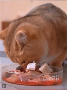 Freeze Dried Baby Shark Fish Pure Real Meat Dental Chew Dog Cat Pet Snack Treats 25cm-30cm (1PCS) 冻干小鲨鱼