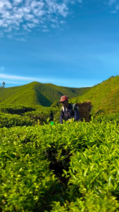 Cameron Valley | Flavour Tea from Cameron Highland | Malaysia Tea | Tea Bag
