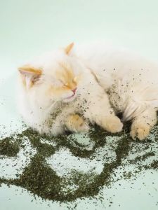260ml Cat Treat Catnip Powder Hairball Cat Food Cat Treats For Cat Snack Cat Interactive Toy