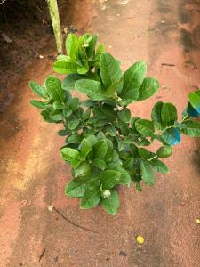 Beautiful Lemon plant est ht 2 ft in 9inch pot Must Have ❤️❤️❤️