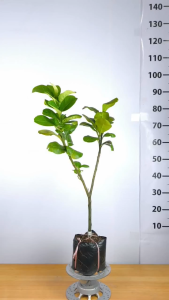 Cây Giống Bưởi Da Xanh Ruột Hồng - Múi Hồng Ngọt Thanh - Ít Hạt - Dễ Chăm Trồng - Cây Giống Vân Anh