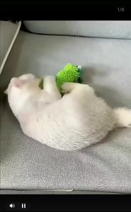 New Pet Plush Cat Toy Scratch And Bite Resistant Boredom Relief Self-Pleasure Small Animal Playtime Accessory for Kittens