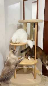 Cat Tree for Indoor Cats Large Adult Sisal Scratching Posts Large Cat Tree Furplay