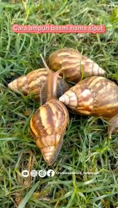 TOXIPUT 5 GR 250 GRAM RACUN SIPUT MOLUSKISIDA KEMASAN PABRIK