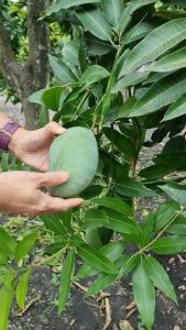 BIBIT MANGGA HARUM MANIS - BIBIT MANGGA ARUM MANIS  BIBIT MANGGA ARUMANIS Aneka Bibit Unggul NIRWANA