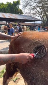 Pembersih Bulu Kuda Sapi Domba & Sisir Sapi: Panduan Lengkap