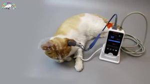 Yonker Portable Handheld Animal Veterinary Use Rechargeable Blood Pressure Blood Oxygen Monitor Pet Health care NIBP SPO2 PR