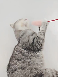 Cần câu trêu Mèo đầu lông dài mềm mại phong cách mới - Love Pets Shop