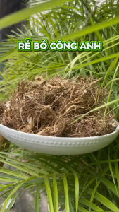 [Túi lớn loại 1kg] Rễ bồ công anh Tấn Phát - Hỗ trợ thanh nhiệt và giải độc