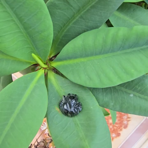 Q1579 Mặt Hồ ly Thạch Anh Tóc Đen sẵn lỗ nhỏ 1li trên đỉnh đầu hợp làm mặt dây đeo cổ size 14x15mm - Phong Thuỷ TUDO