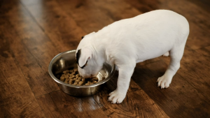 XAVI PETS Top Breed Adult Dog Food | Complete & Balanced Nutrition | Dry Dog Food for Adult Dogs | Strong Muscles & Healthy Digestion | Affordable Dog Food Philippines
