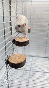 [SISTER PET] Small Animal Wood Platform / Bird Round Wood Platform / Wood Platform