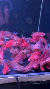 Red Jewel Fish/ Livefish/ 红宝石