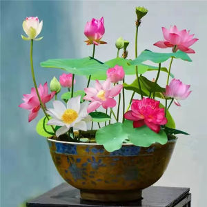 Aquatic cultivation of water lilies plants flowers seeds indoor flowering potted lotus cultivation living room water lilies blooming all year round hydroponic cultivation