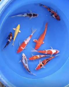 🇯🇵 JAPAN KOI 20-25cm  10pcs COMBO from HOSHIKIN / MARUSEI / DAINICHI FARM at RM3998