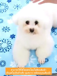 🐻ซื้อ 1 แถม 1ที่นอนเย็น Pet Cool Mat สำหรับตว์เลี้ยง เบาะแมว เบาะสุนัข ที่นอนสุนัข ผ้าระบายความเย็น ที่นอนสัตว์เลี้ยง ที่นอนน้องหมา ที่นอนหมา