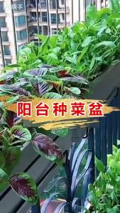 Pasu Bunga Hollen Panjang Periuk Sayur Plastik  Penanaman Balkoni  Bunga Segi Empat Tepat Tangki Penanaman Sayur Yang Sangat Besar