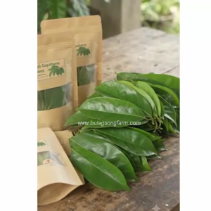 Fresh Guyabano / Soursop Leaves (Freshly pick upon order) 25pcs / 50pcs / 100pcs
