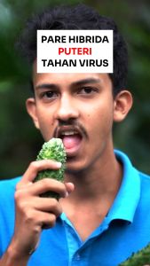 Benih Pare Paria Hibrida PUTERI 10 gram Biji Asli Cap Bunga Matahari Tahan virus