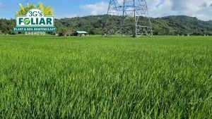 3GS SUPER FOLIAR (JAPAN TECHNOLOGY) SOIL & PLANT ADJUVANT BIO-STIMULANT LIQUID BIO-FERTILIZER