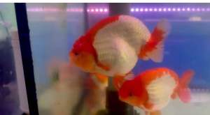 RW RANCHU GOLDFISH SPECIAL SELECTION 13/15cm RM588 per piece