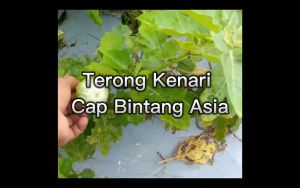 Benih Terong KENARI 10 Gram Cap Bintang Asia PT Benih Citra Asia Warna Buah Hijau Mengkilap Cocok Di Dataran Rendah Sampai Tinggi