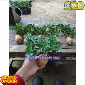 Bahan Bonsai Bibit Dolar Mikro Full Akar Full Cabang