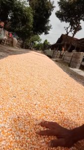 NK 212 1kg - Benih bibit biji buah sayuran jagung hibrida super SYNGENTA