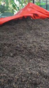 แกลบหมักน้ำหมักปลา ปุ๋ยขี้วัว รำข้าว แกลบเก่า หมักด้วยจุลินทรีย์BioSm สังเคราะห์แสง EM น้ำหมักมูลวัว มูลค้างคาว