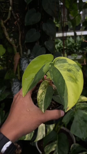 Scindapsus Jade Satin Variegated - - Pokok Scindapsus Jade Satin Variegated - स्किंडैप्सस जेड साटन वैरिगेटेड पौधा Scindapsus Jade Satin Variegated – Rare Velvet Green Leaf with Creamy Splash Slow-Growing Climbing AroidTropical Vine LIVE PLANT