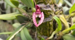 สิงโตนักกล้าม