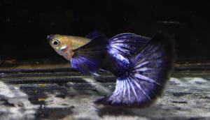 GUPPY DUMBO BIG EAR JAPAN BLUE TAIL HIGH GRADE ( RARE )