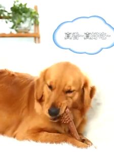 YYDS 15/25g Dog Bone Treats Dental Chew Bone Pet Molar Bone Foy Oral Hygiene Dog Snacks Dog Treats