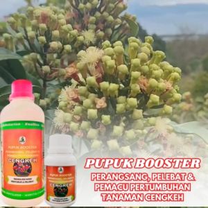 Pupuk Cengkeh Agar Berbuah Lebat Terbaik