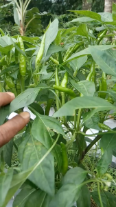 Cabe Rawit Hijau Tegak Lokal LAWES 400 Biji 2gr Urban Farming Lebat Bandel Pedas