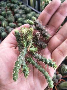 ไซรินโดพันเทีย