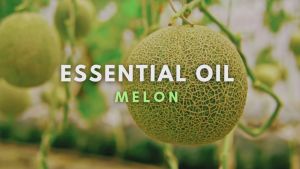 Rumah Wangi ARA - Essential Oil MELON Minyak Esensial Aromatherapy