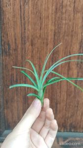 Tillandsia Red fountain (balbisiana x capitata) / Air Plant / 空气凤梨/ 空气草