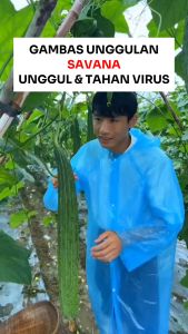 Benih Oyong / Gambas Unggulan SAVANA 10 gram Asli Cap Bunga Matahari Unggul & Tahan Virus
