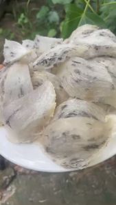 Tổ Yến thô nguyên chất nhà nuôi