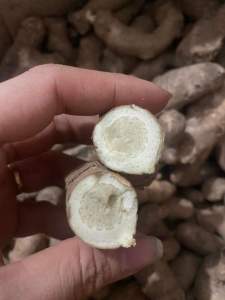 Củ Ngải chống Độc mọc rừng tự nhiên (nói KHÔNG vơi nghệ trắng)