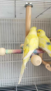 Trụ quay 360 độ gắn chuồng cho Chim vẹt (mẫu mới) - Love Pets Shop