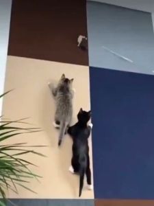 พรมลับเล็บแมว ผลิตภัณฑ์มีกาวสามารถติดได้ทุกที่ ตัดแต่งได้ พรมปูพื้น ป้องกันรอยขีดข่วน มีหลายสีให้เลือก